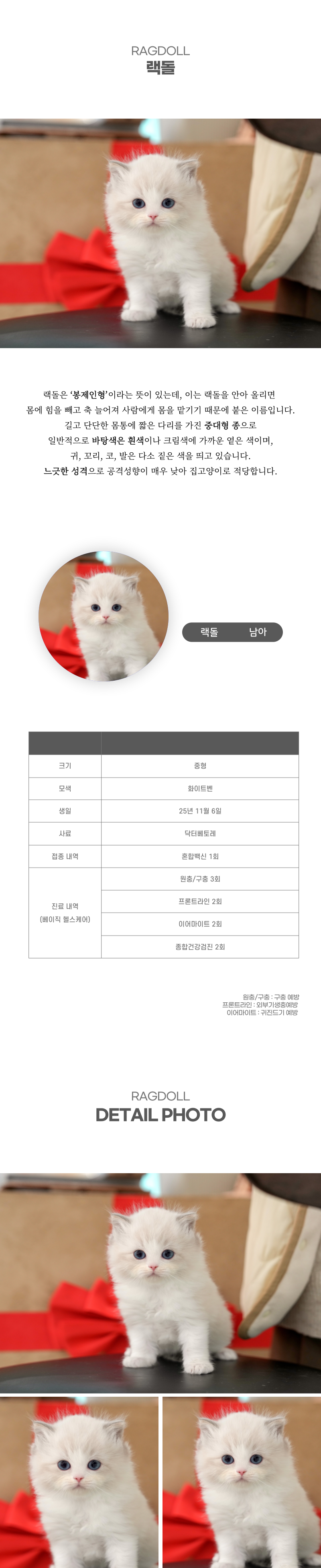 랙돌_상세이미지_2